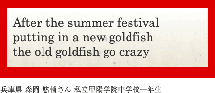 After the summer festival putting in a new goldfish the old goldfish go crazy