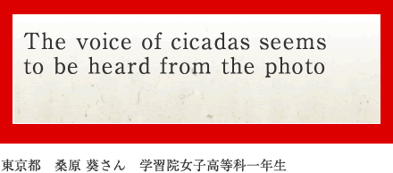 The voice of cicadas seems to be heard from the photo
