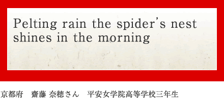 Pelting rain the spider’s nest shines in the morning
