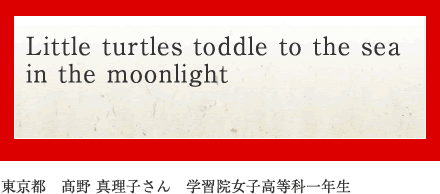 Little turtles toddle to the sea in the moonlight