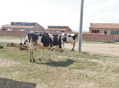 移民村で飼養されている乳牛（ホルスタイン種）