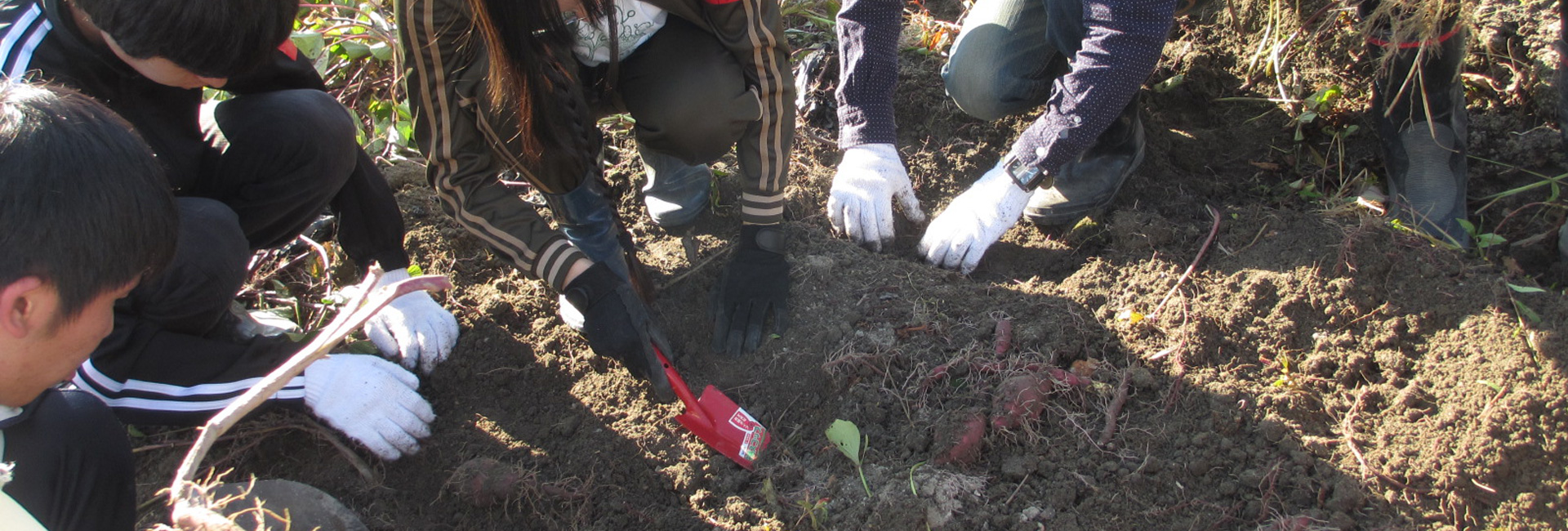 「食の循環実習」で芋掘りを実施