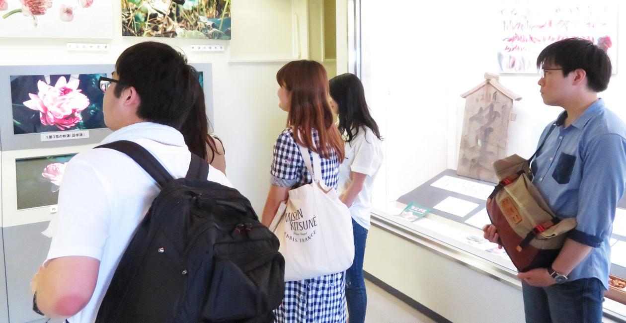 花びらの数は8000枚 奇妙な花 近江妙蓮 You Challenger Project 龍谷大学