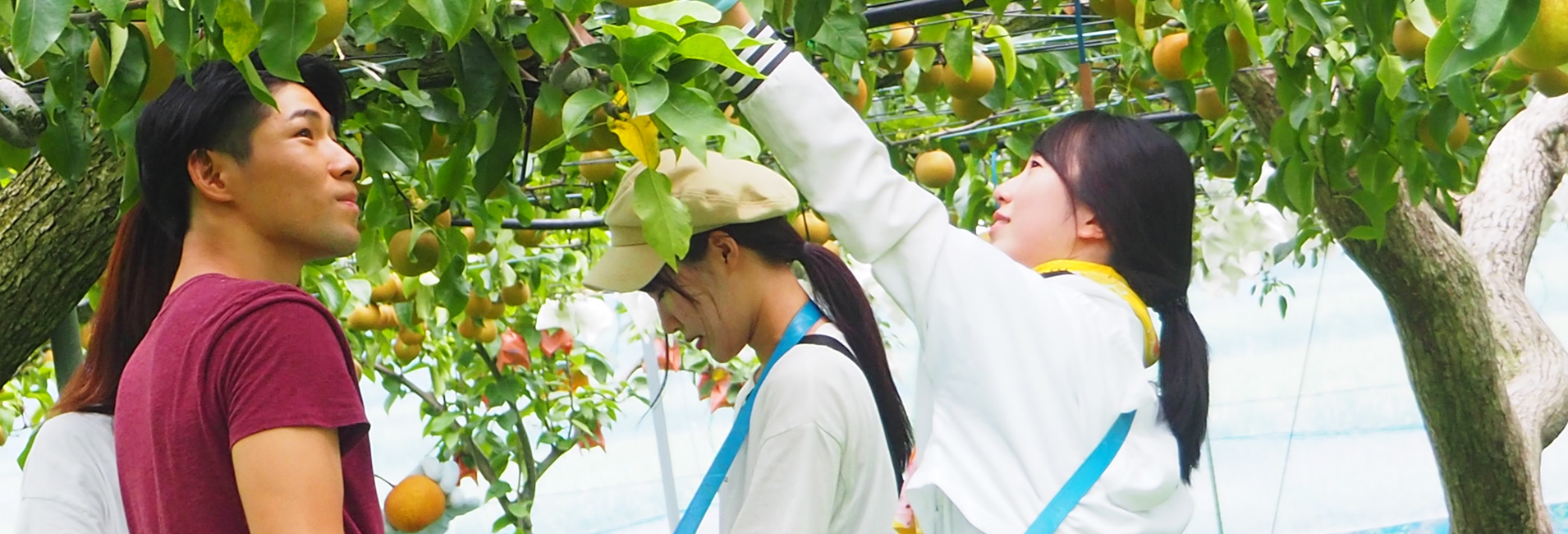 梨の収穫・選果体験