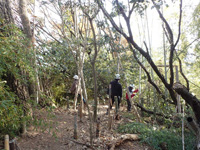 放置竹林を伐採して植生環境を整備しています（大山崎町天王山）