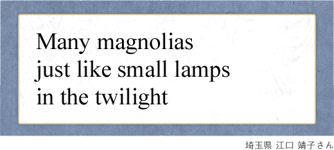 Many magnolias just like small lamps in the twilight ʌ ] q