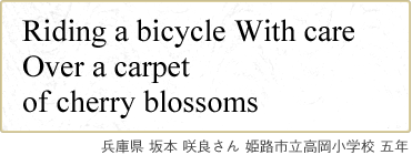 Riding a bicycle With care Over a carpet of cherry blossoms Ɍ { ǂ PHswZ ܔN