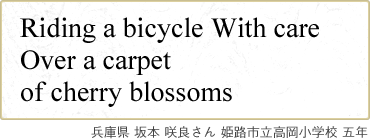 Riding a bicycle With care Over a carpet of cherry blossoms 兵庫県 坂本 咲良さん 姫路市立高岡小学校 五年