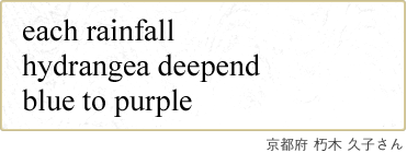 each rainfall hydrangea deepend blue to purple s{  vq