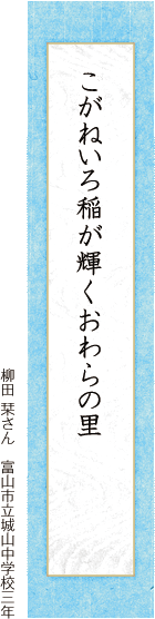 こがねいろ稲が輝くおわらの里 柳田 栞さん 富山市立城山中学校三年