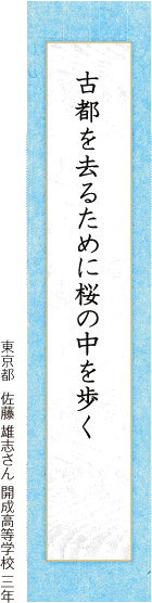 古都を去るために桜の中を歩く 佐藤 雄志さん 開成高等学校 三年