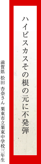 ハイビスカスその根の元に不発弾