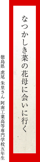 なつかしき菜の花母に会いに行く