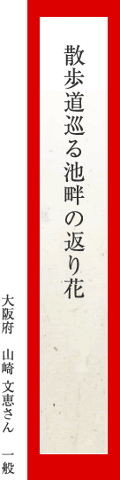 散歩道巡る池畔の返り花