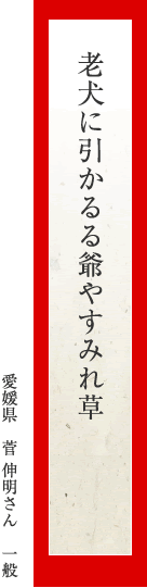 老犬に引かるる爺やすみれ草