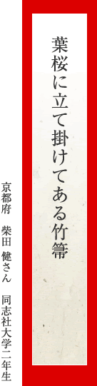 葉桜に立て掛けてある竹箒