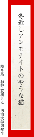 冬近しアンモナイトのやうな猫