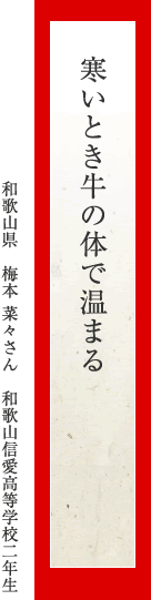 寒いとき牛の体で温まる