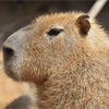 カピバラ