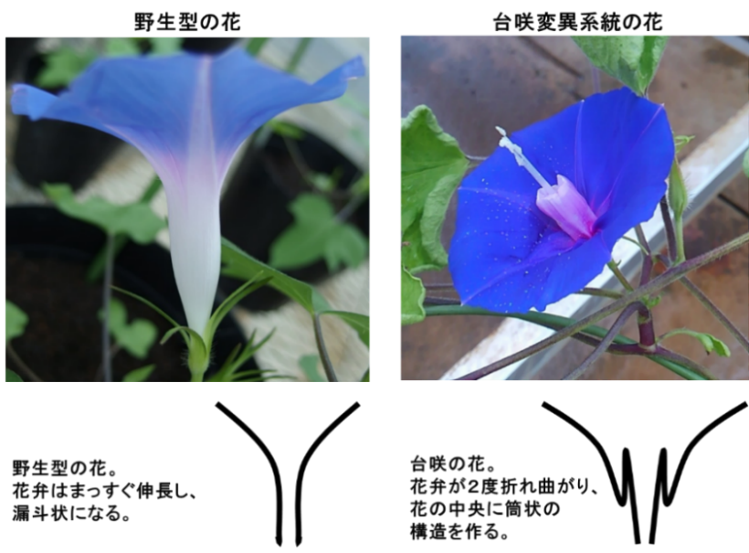 アサガオの花びら 花冠 がまっすぐに伸びる力学的な仕組みを解明 ニュース 龍谷大学 You Unlimited