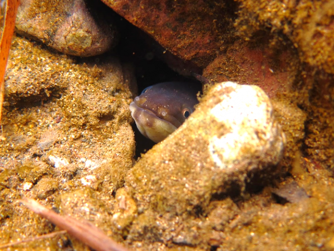 生物多様性科学研究センター】ウナギはどこにいる!?先端理工学部山中准