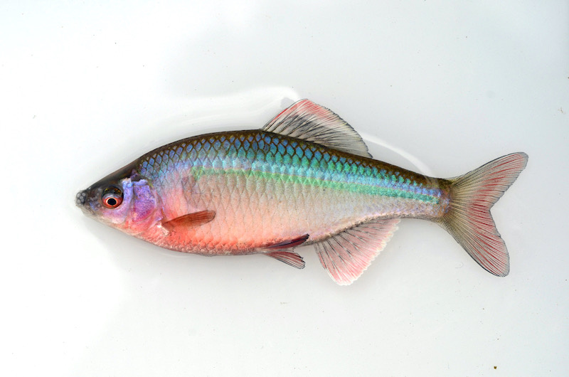 タナゴ類(タナゴ亜科魚類)| 写真提供:土浦の自然を守る会・熊谷 正裕氏 | 種名:イチモンジタナゴ 採集地:熊本県