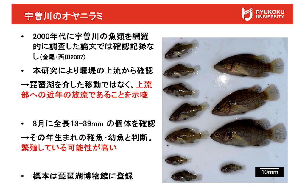 伊藤研究員によるレクチャー資料より抜粋(宇曽川のオヤニラミ)