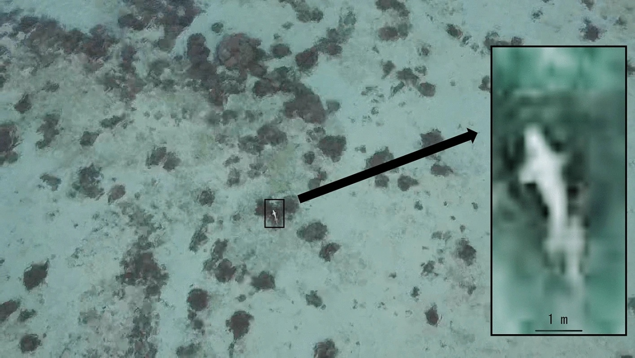 2019年9月26日、伊良部島の沿岸部でジュゴンと思われる海獣の空撮写真(本論文の第2著者である吉浜崇浩氏がドローン撮影) 出典:https://doi.org/10.1038/s41598-024-58674-8