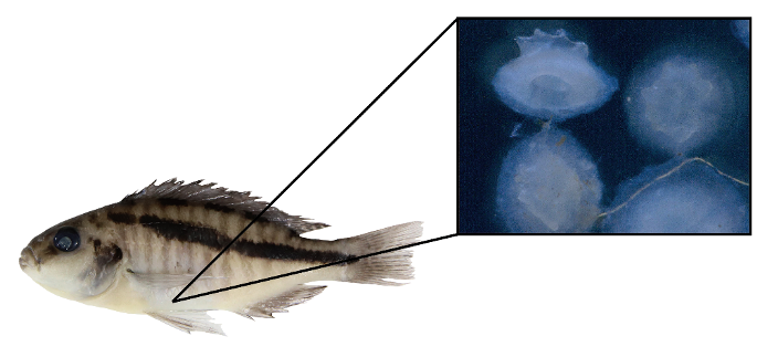 シクリッド魚類の一種「ドシモードス エベリナ」の胃内容分析を行った結果、主に「未知の白くて固いボツボツした物体」によって占められていた。形態分析、組織解析、DNA分析により、その正体はコイ科魚類の「追星(おいぼし)」であることが明らかに。