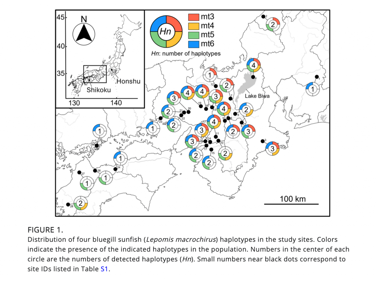 図1について:琵琶湖を含む28水域の調査地におけるブルーギルのハプロタイプの種類。色は個体群におけるハプロタイプの種類、円の中央の数字は検出されたハプロタイプの数を示す。(本論文より流用)