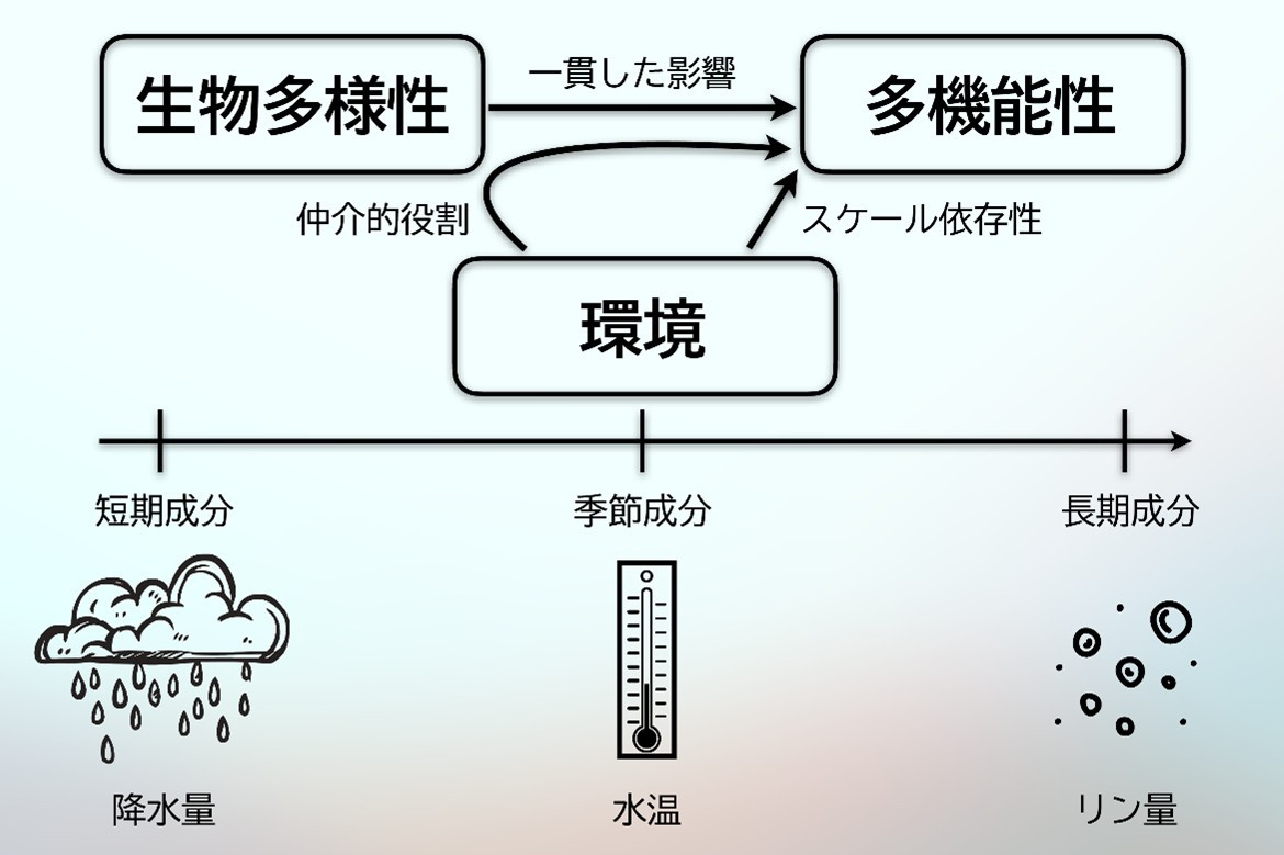 図1 生本研究結果の概念図。台湾・翡翠ダムで観測した水域微生物群集では、生物多様性が一貫して生態系の多機能性(EMF)を高めていたのに対し、降水量・水温・リン(リン酸塩)量といった環境要因の効果は特定の時間スケールに限られていた。特に、生物多様性は複数の環境要因の影響を統合する“調整役”として機能し、あらゆる時間スケールでEMFを維持していたことが示された。