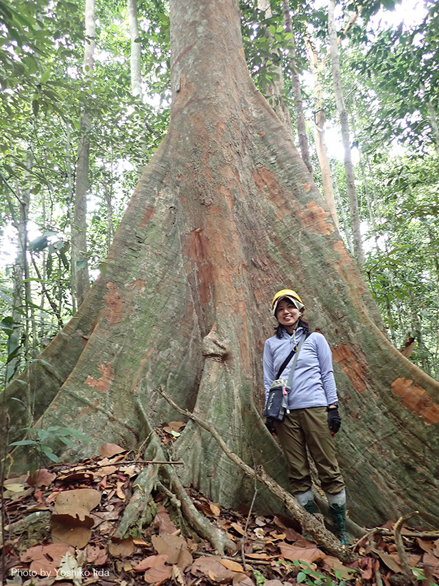 熱帯林を構成する巨大樹。幹の基部に発達した板根（ばんこん）が、その圧倒的なスケールを支えています。